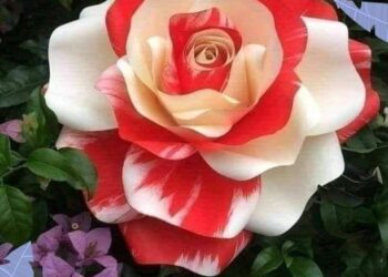 نعم فيروز وعذرا لنزار بقلم الشاعر عباد امبارك