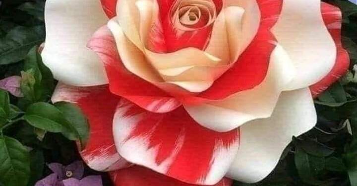 نعم فيروز وعذرا لنزار بقلم الشاعر عباد امبارك