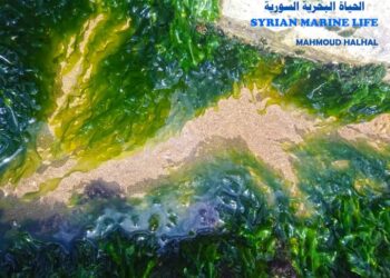 الباحث في الحياة البحرية الفنان محمود هلهل الخس البحري غذاءودواء ويدخل في صناعة الأدوية حوار الهام عيسى