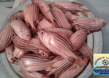 الباحث في الحياة البحرية الفنان محمود هلهل سمكةالنايلو مهاجرة من مياه البحر الأحمر الى المياه السورية ويطلق عليها اسم سوري