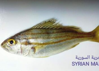 الباحث في الحياة البحرية الفنان محمود هلهل سمكة يميام سمكة جميلة  وافدة لمياهنا السورية تأقلمت وتكاثرت