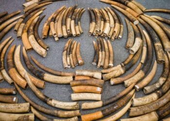 في مثل هذا اليوم 11 مايو1989م..بقلم سامح جميل..