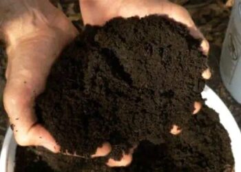 الفيرمي كومبوست