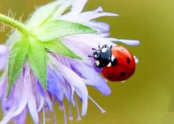 الباحثون يعتقدون ان الحشرات تشعر بالألم