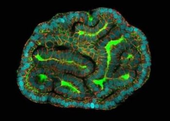 اكتشاف ثوري بناء أعضاء نموذجية باستخدام خلايا من اجنة حية