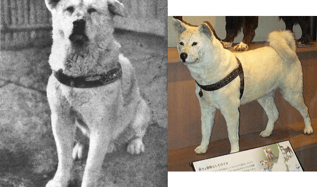 في مثل هذا اليوم21 ابريل1934م..بقلم سامح جميل..